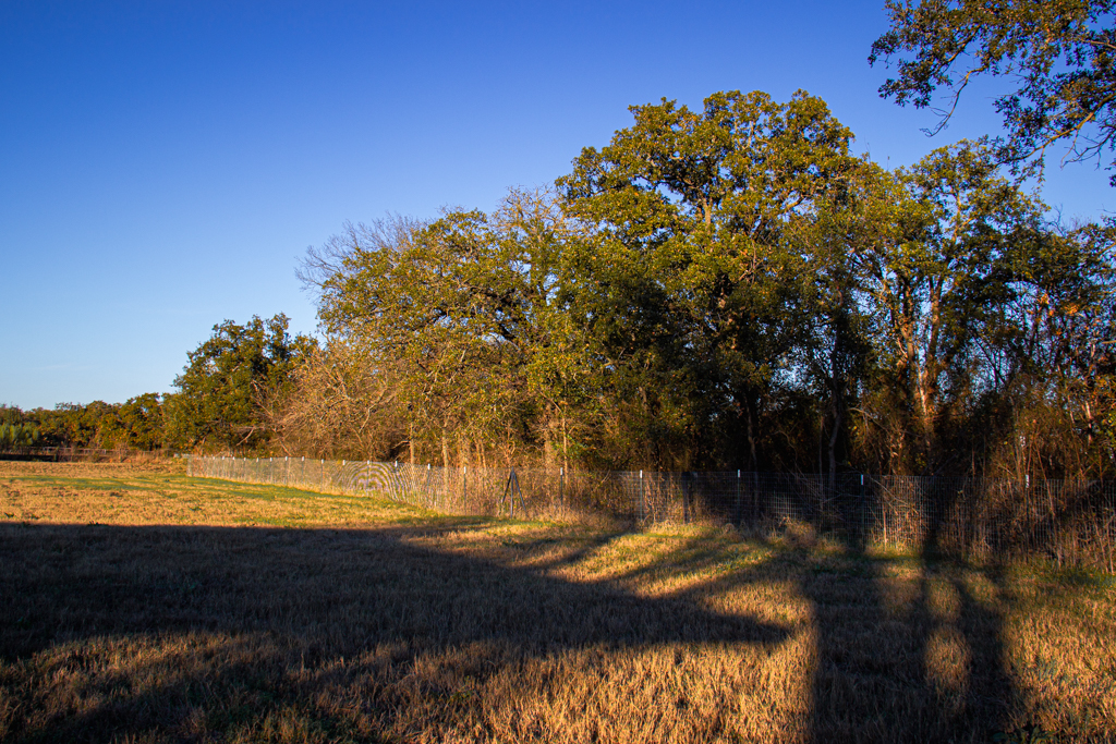 November Shadows